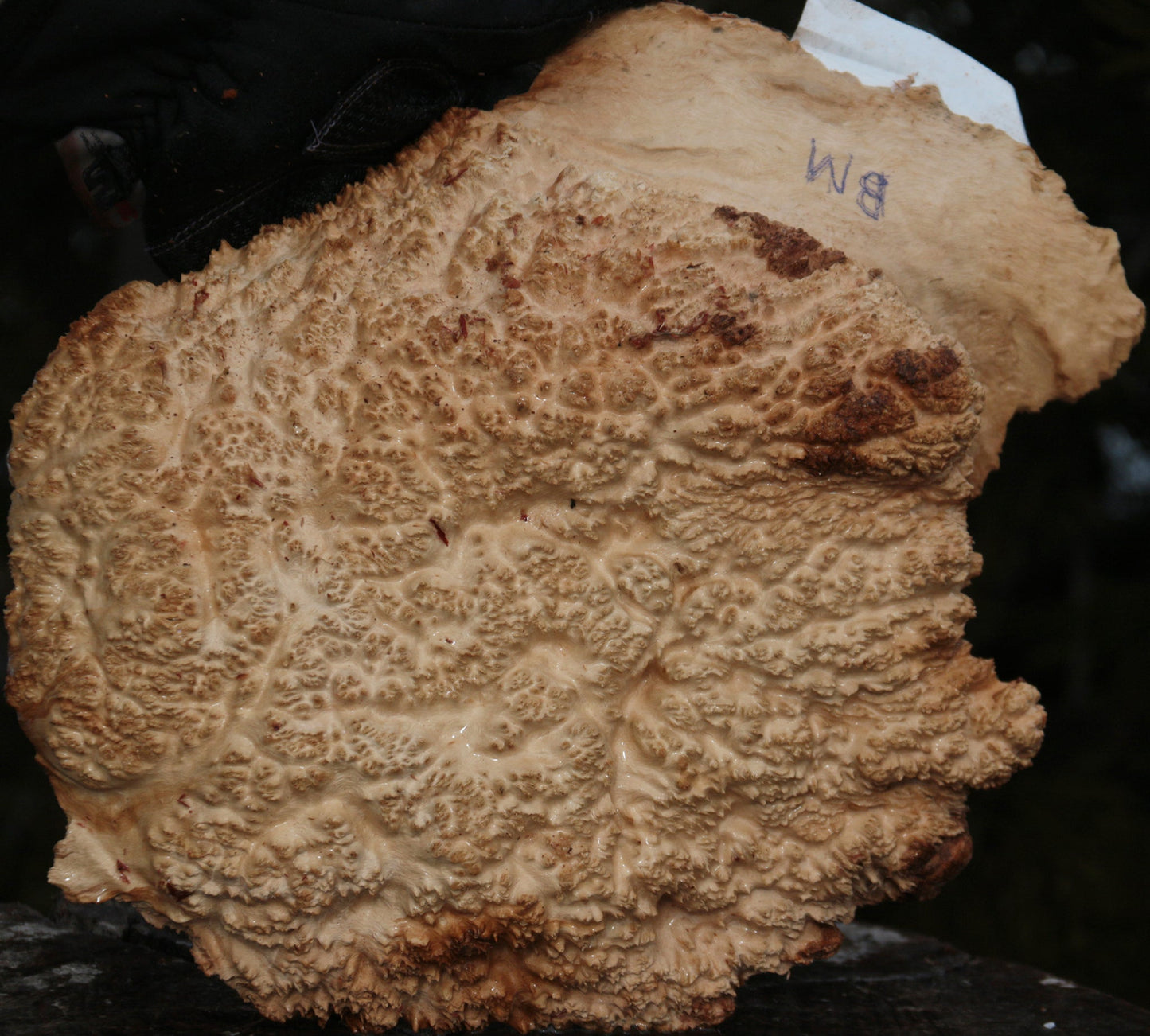 Gold Mallee Burl Cap