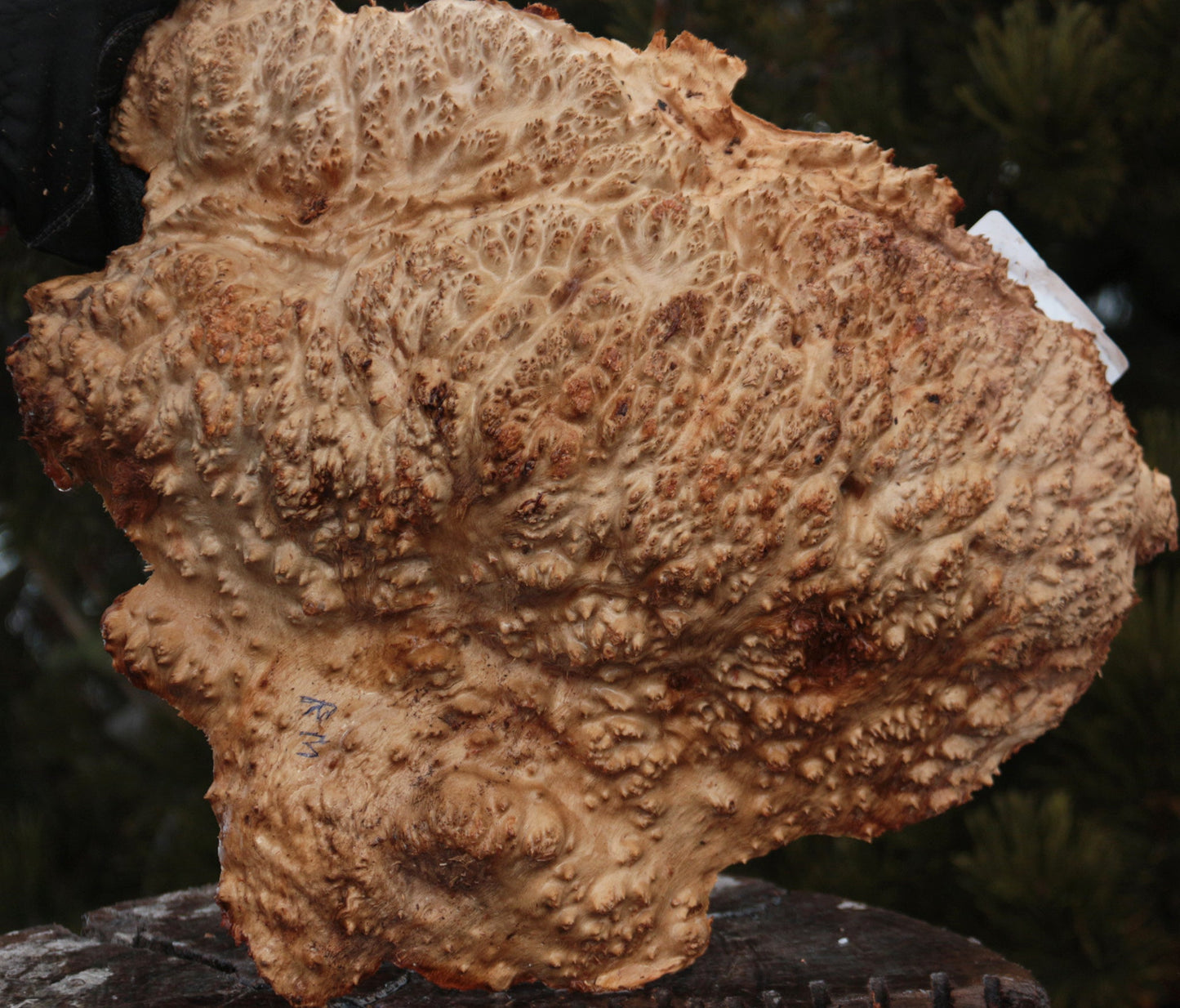 Red Mallee Burl Cap