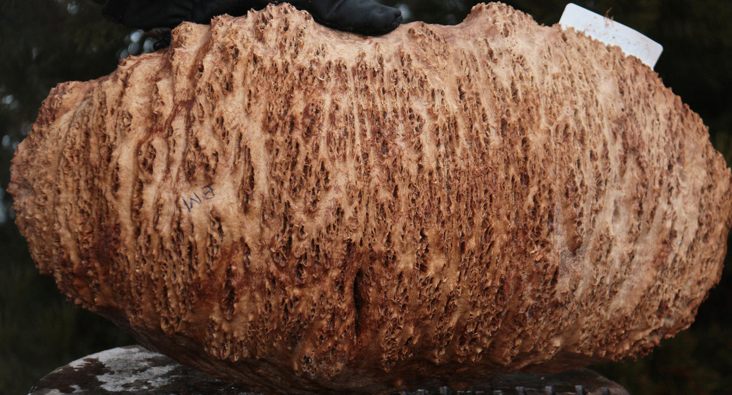 Gold Mallee Burl Cap