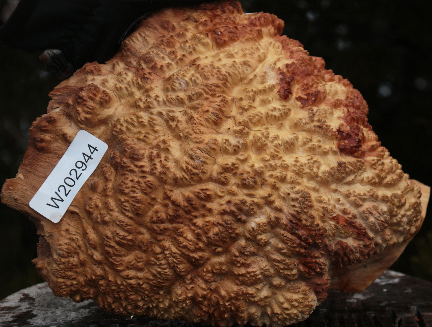 Gold Mallee Burl Cap