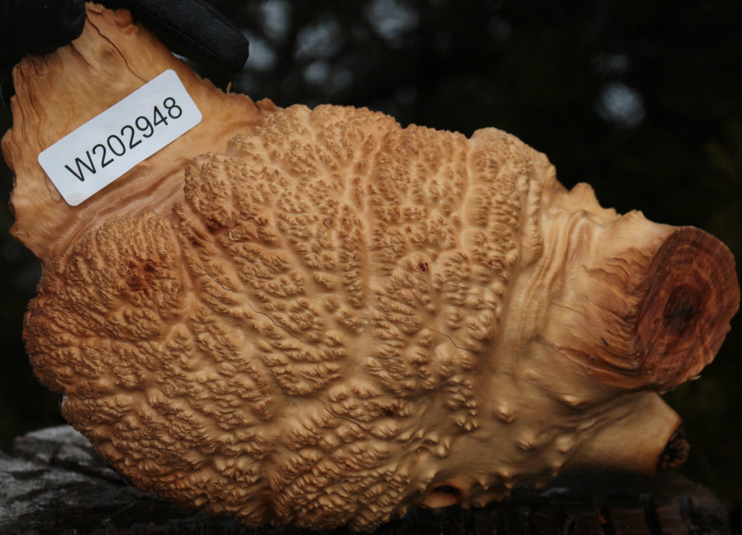 Gold Mallee Burl Cap