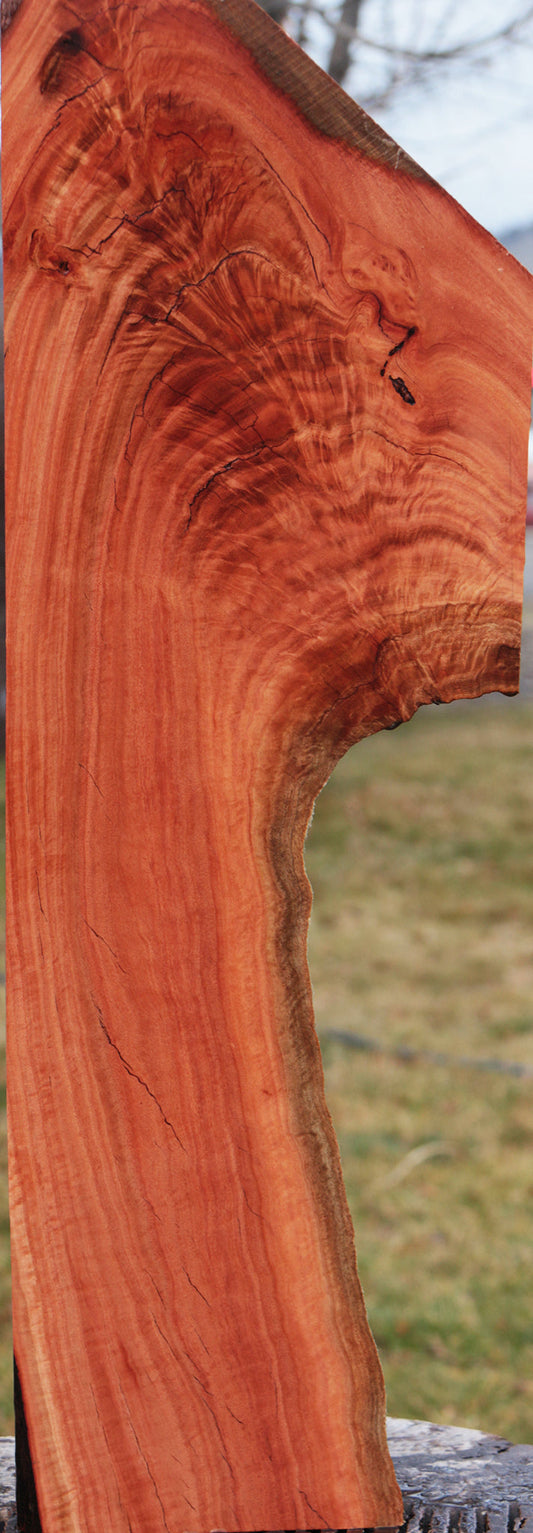 Rustic Crotchwood Red Ironbark Live Edge Lumber