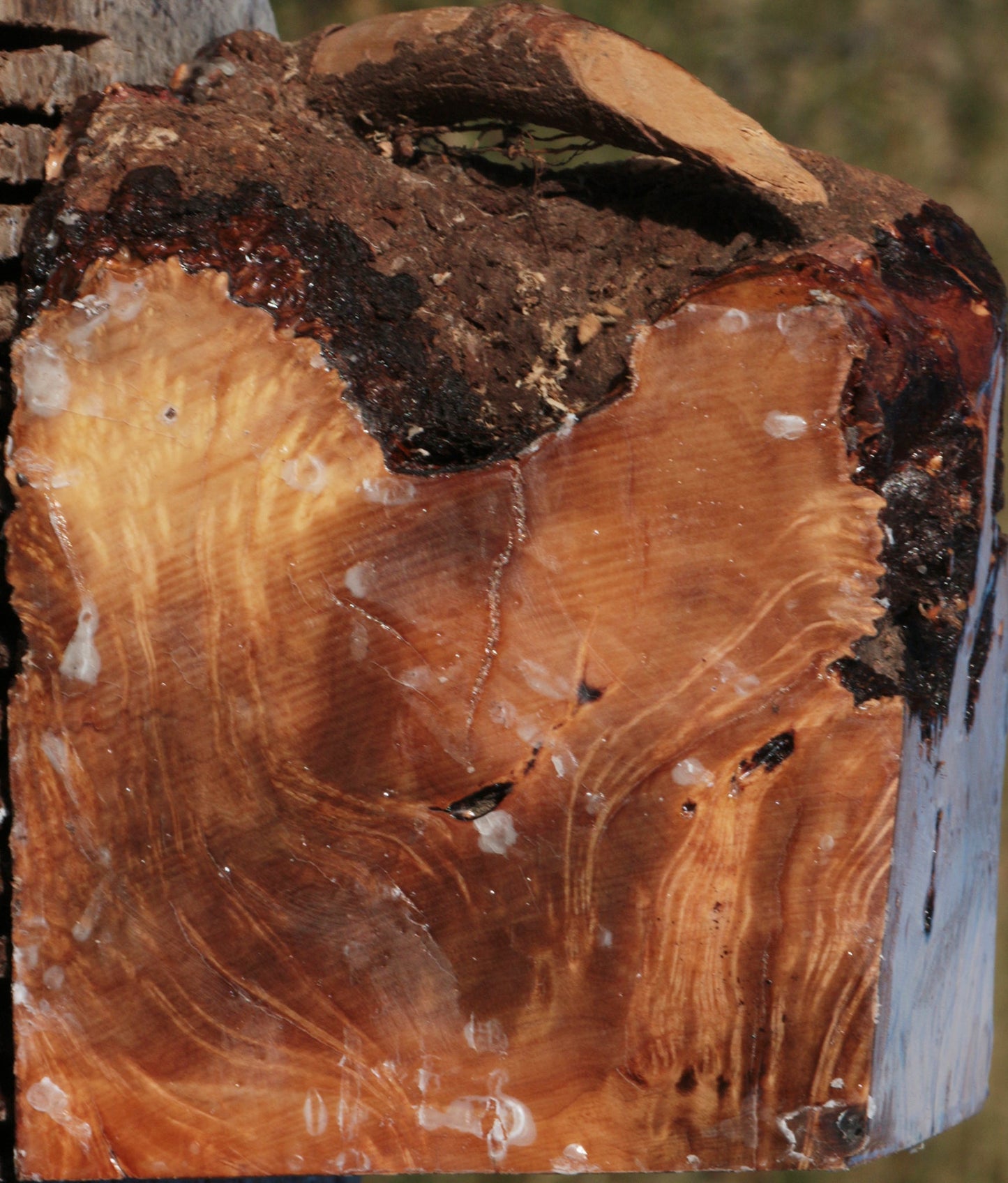 Kanista Burl Live Edge Bowl Blank