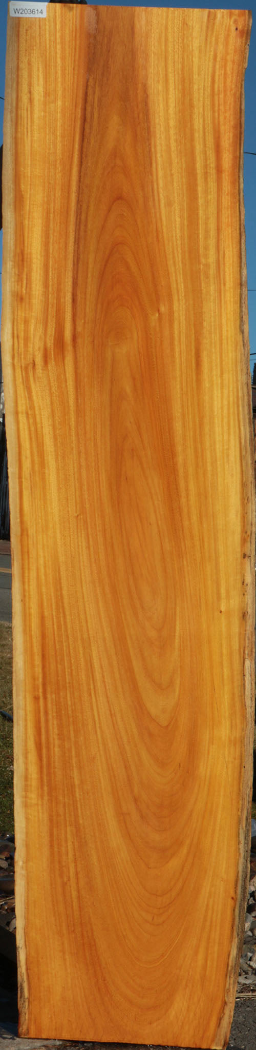 Argentine Osage Orange Live Edge Lumber (Free Shipping Excluded
