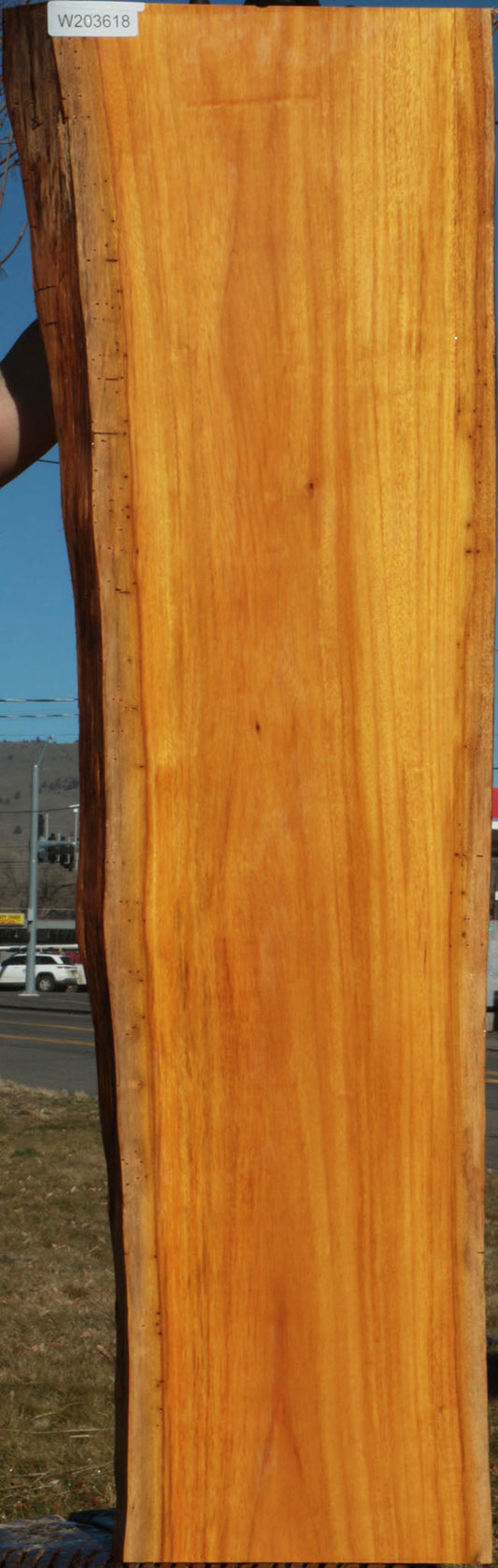 Argentine Osage Orange Live Edge Lumber