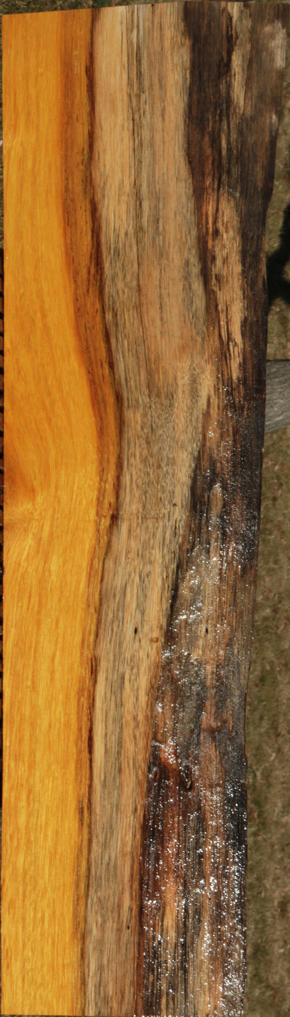 Argentine Osage Orange Live Edge Lumber