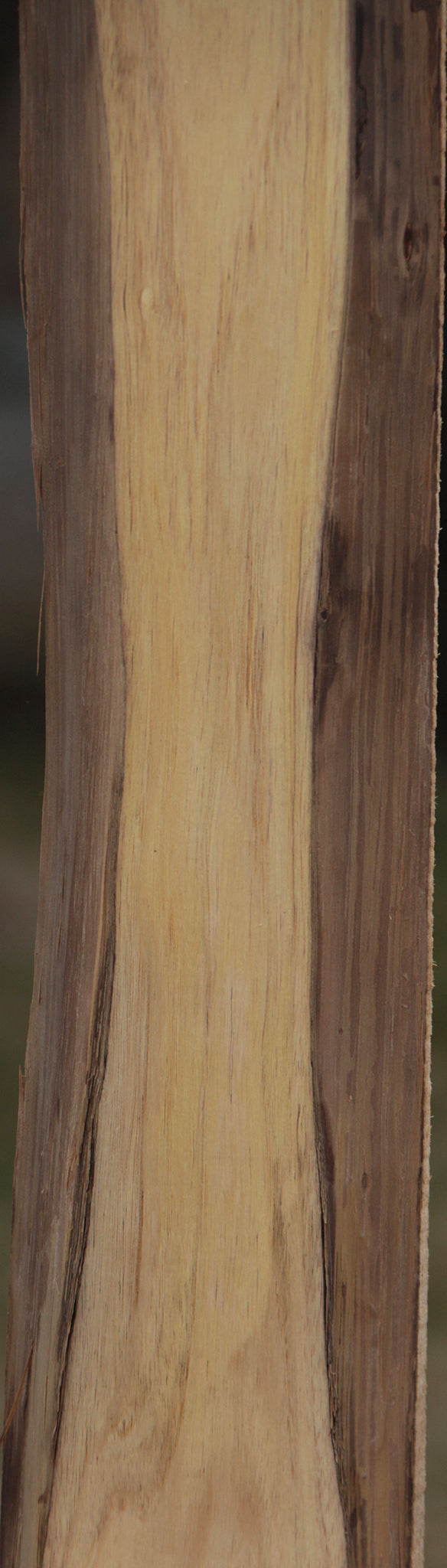 Exhibition Tulipwood Live Edge Lumber