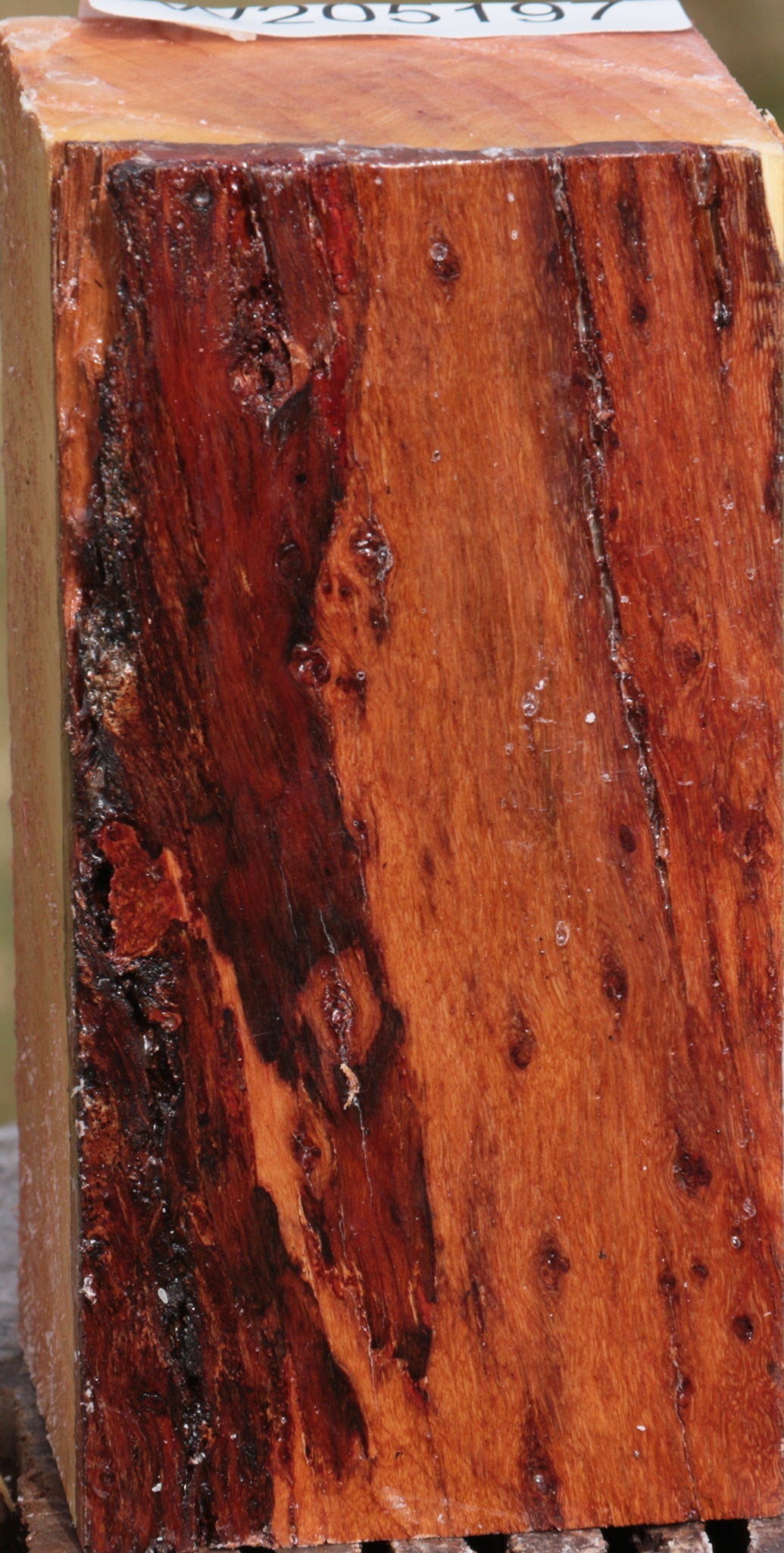 Beefwood Turning Square