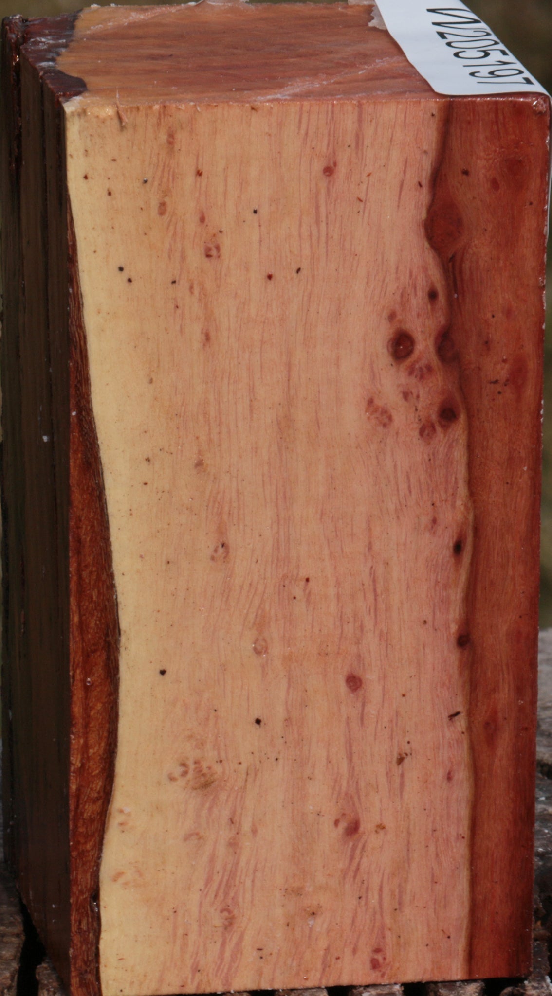 Beefwood Turning Square