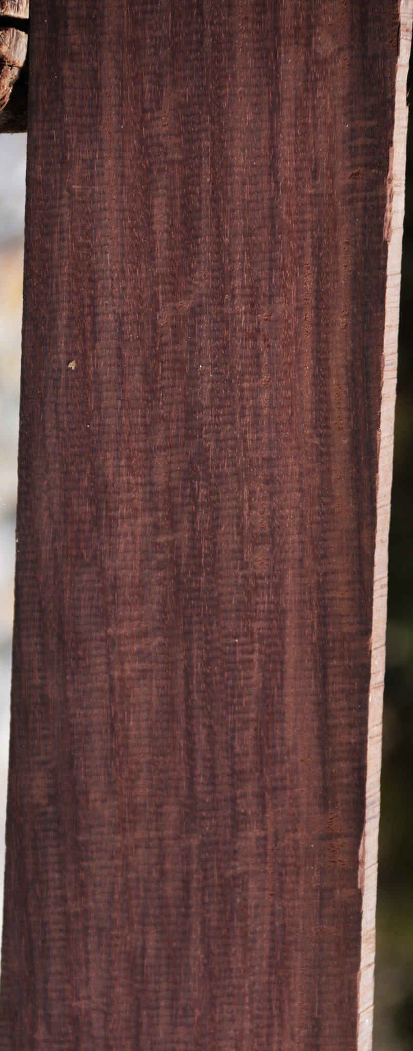 Exhibition Katalox Lumber