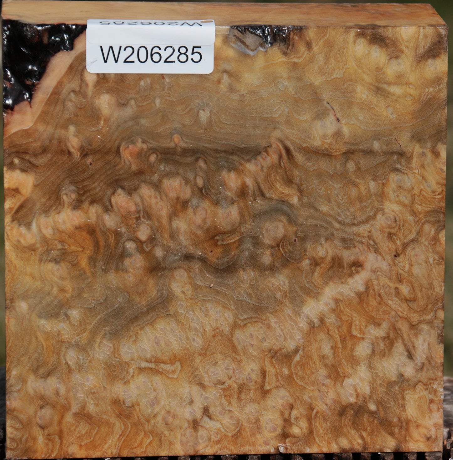Exhibition Madrone Burl Bowl Blank