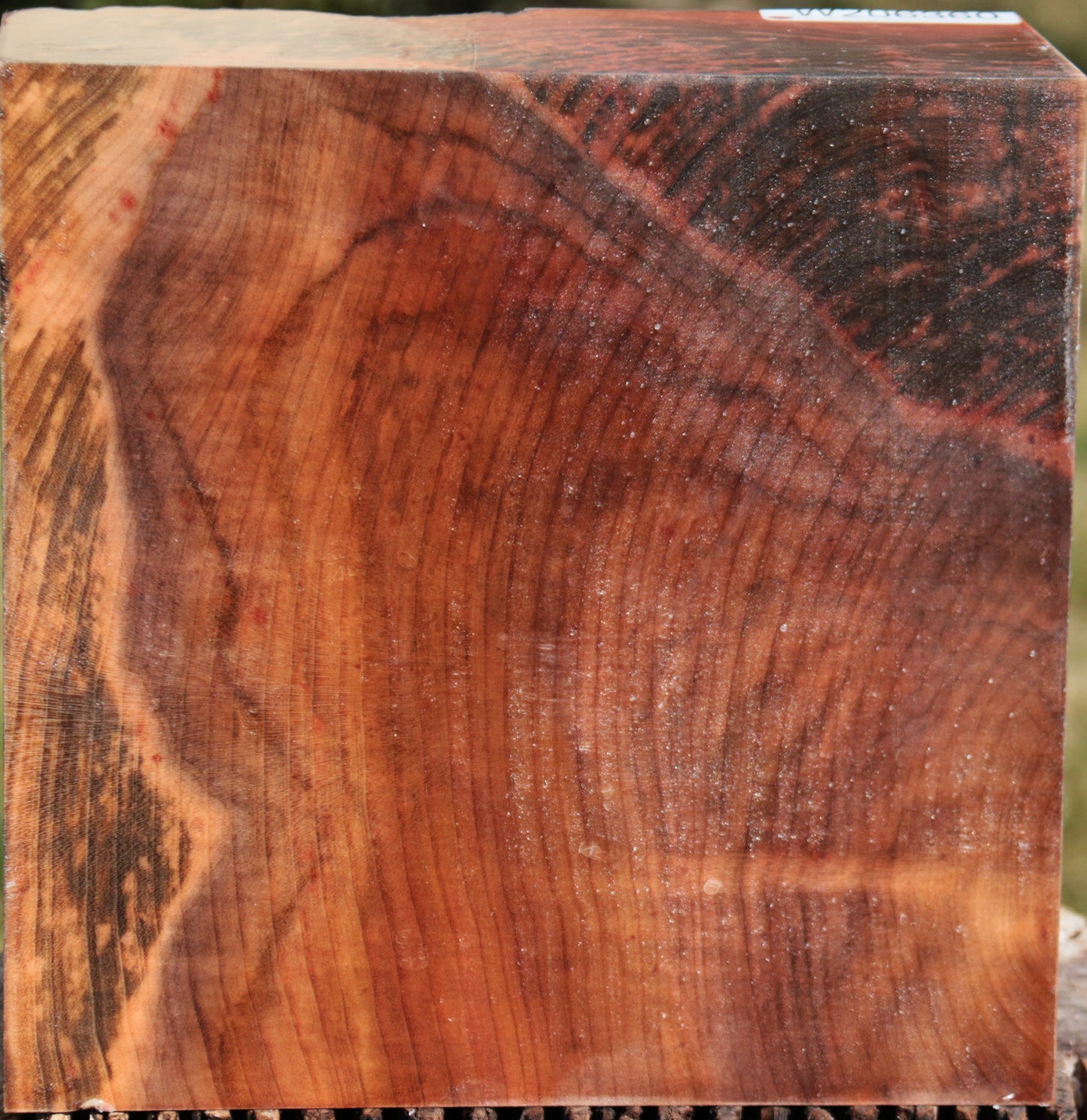 Madrone Bowl Blank