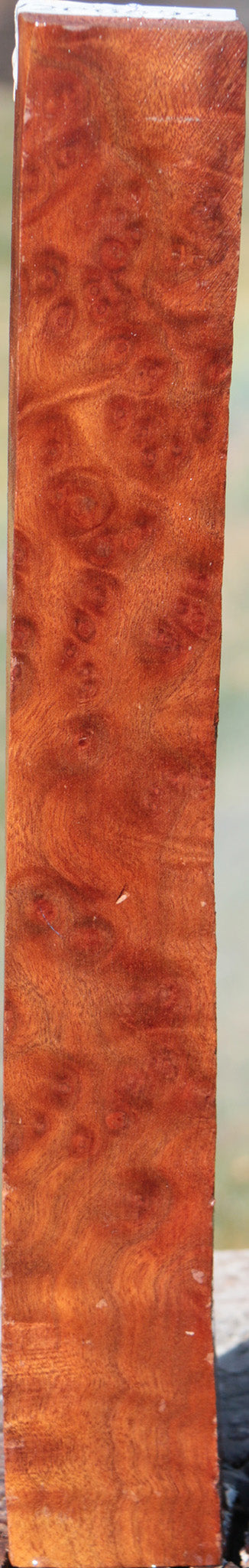 Camphor Burl Turning Square