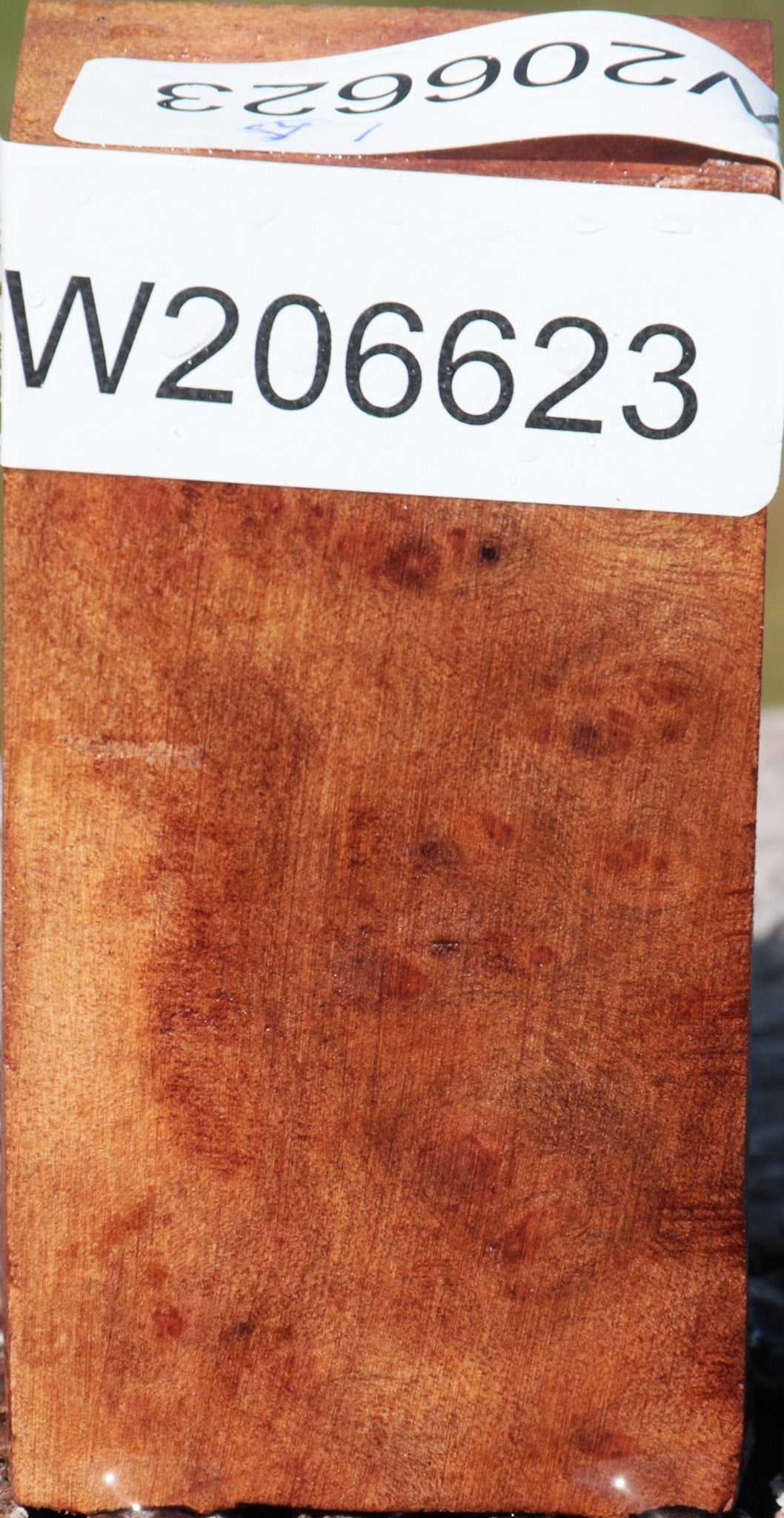 Camphor Burl Turning Blank