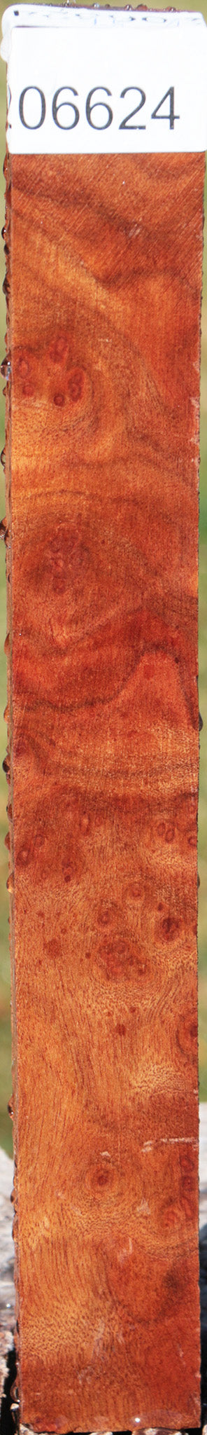 Camphor Burl Turning Square