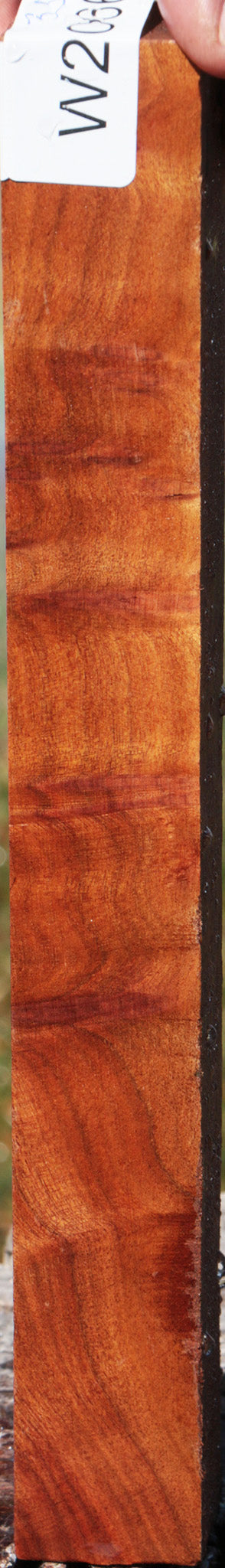 Camphor Burl Turning Square