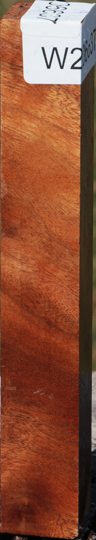 Camphor Burl Turning Square