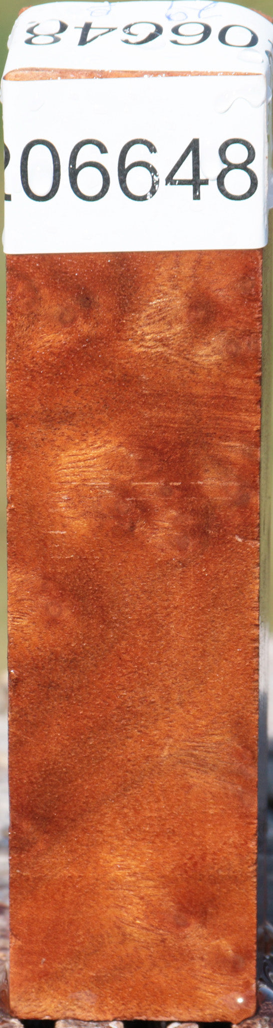 Camphor Burl Turning Square