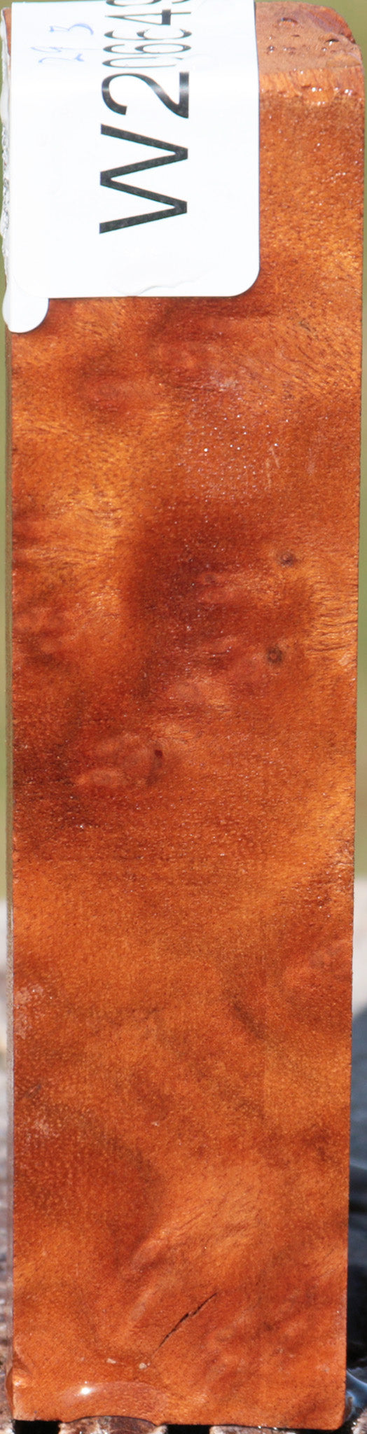 Camphor Burl Turning Square