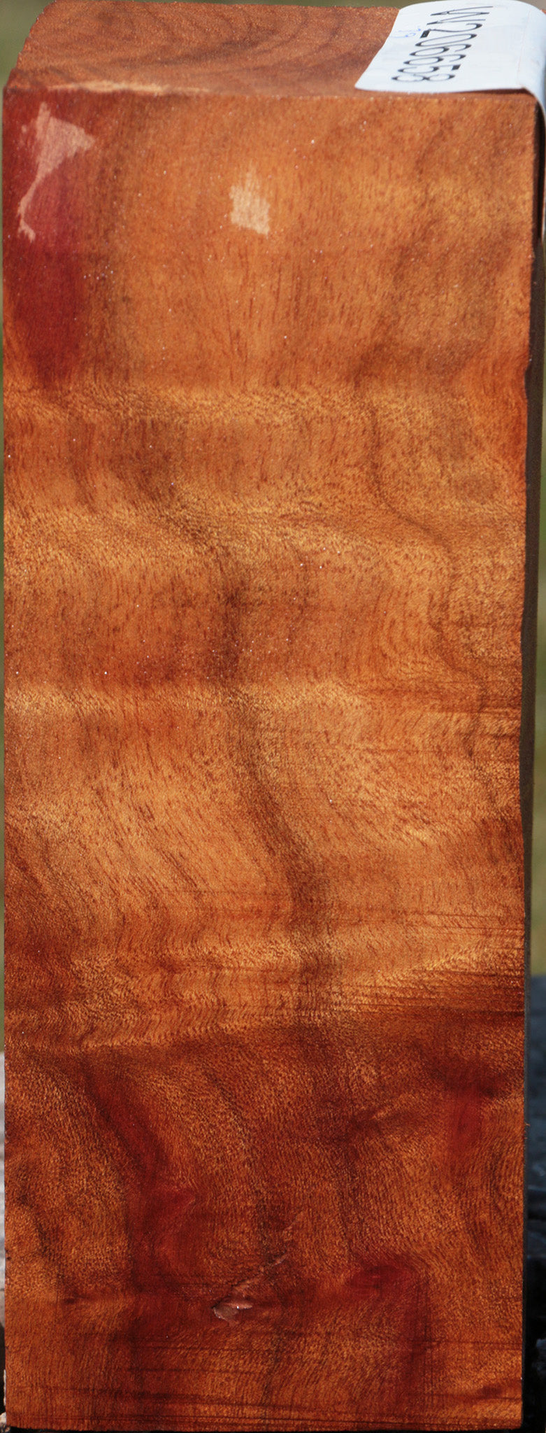 Camphor Burl Turning Square