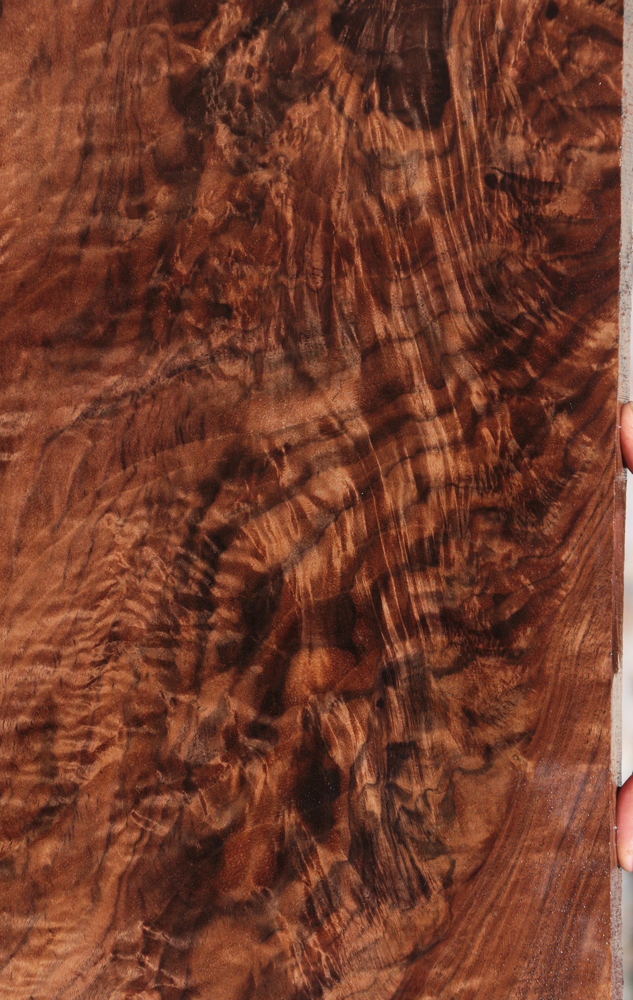 Exhibition Crotchwood Claro Walnut Lumber