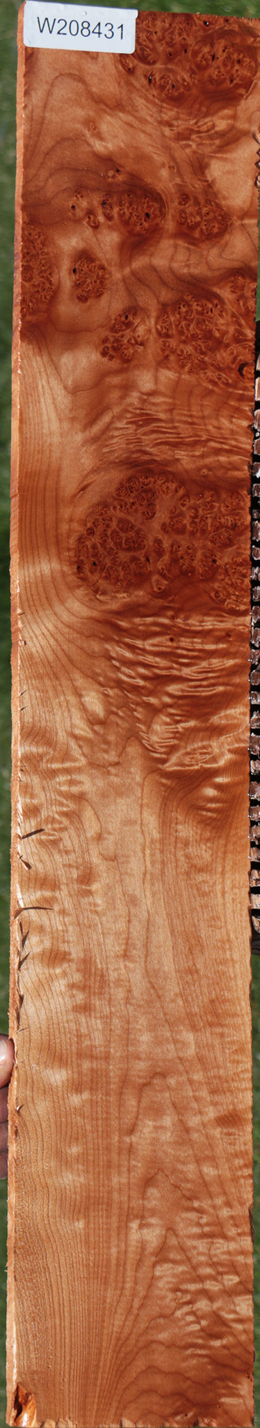 Quilted Maple Burl Lumber
