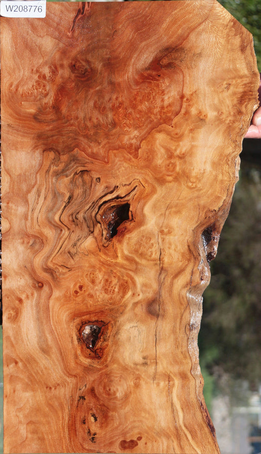 Extra Fancy Sycamore Burl Live Edge Lumber