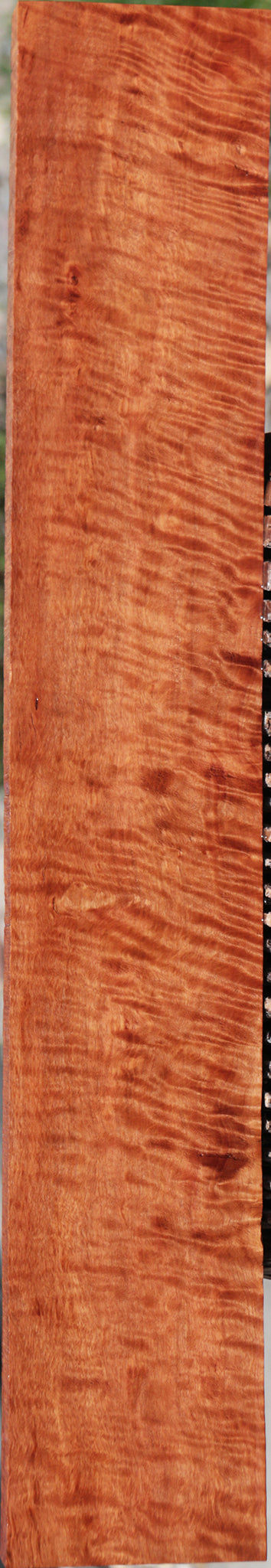 Exhibition Rambutan Lumber
