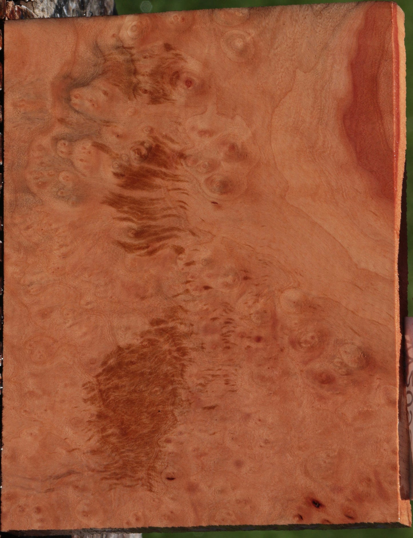 Madrone Burl Lumber