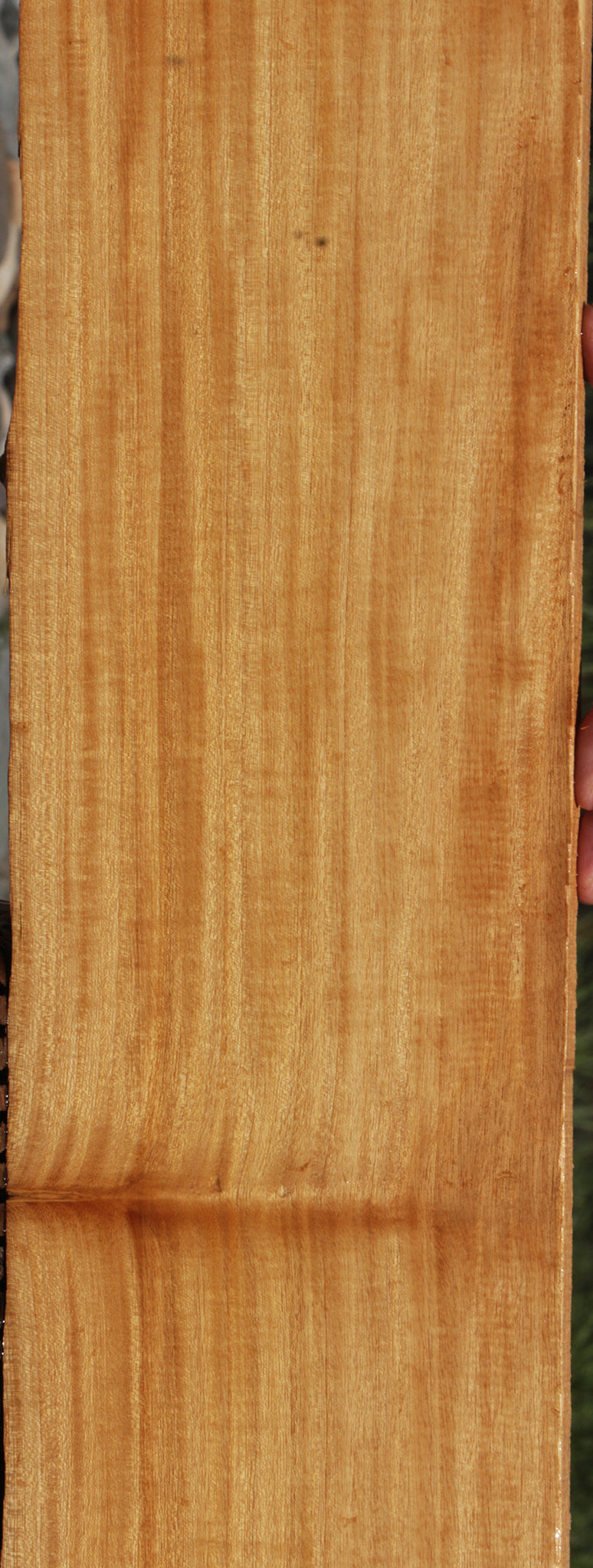 Extra Fancy Primavera Live Edge Lumber