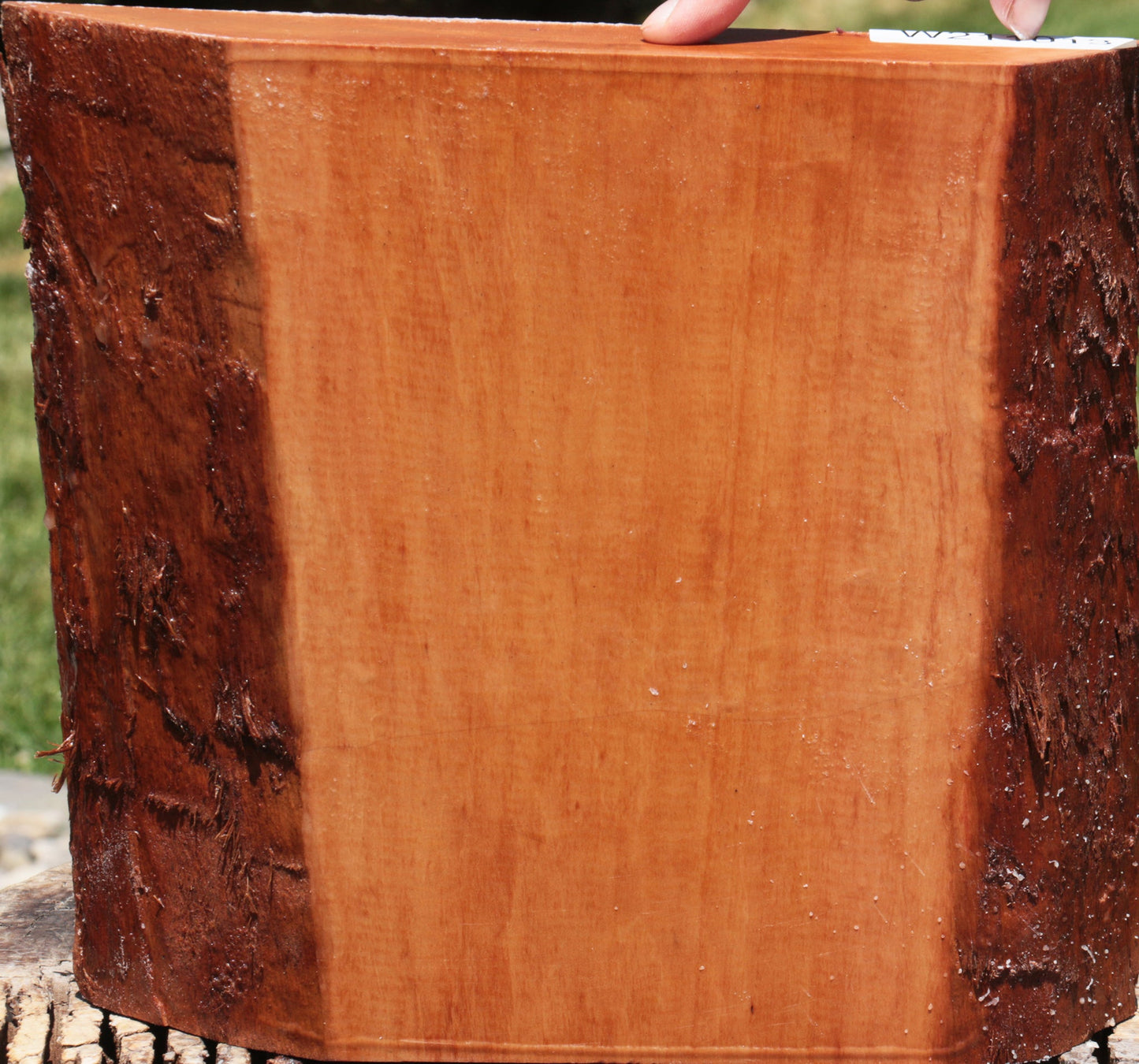 Swiss Pear Live Edge Bowl Blank