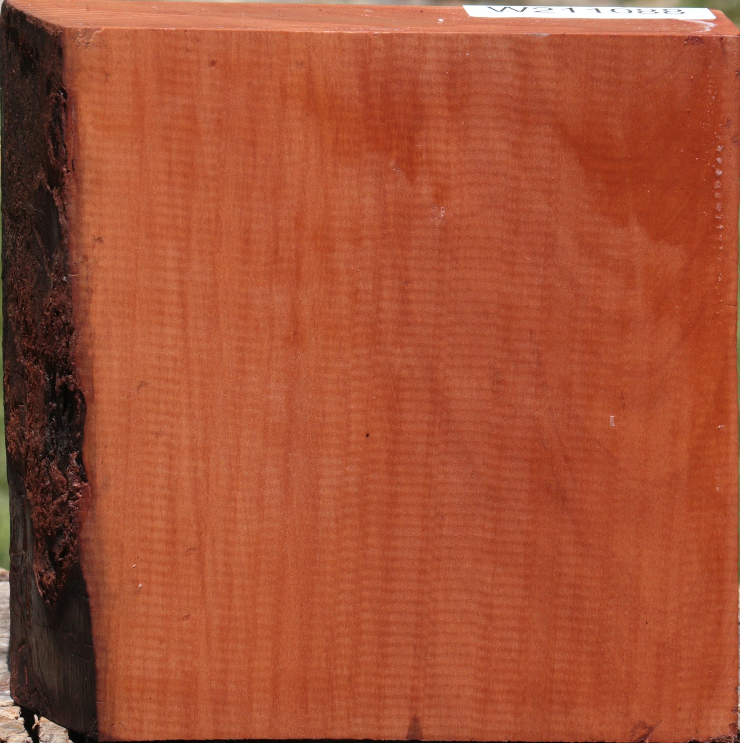 Swiss Pear Live Edge Bowl Blank