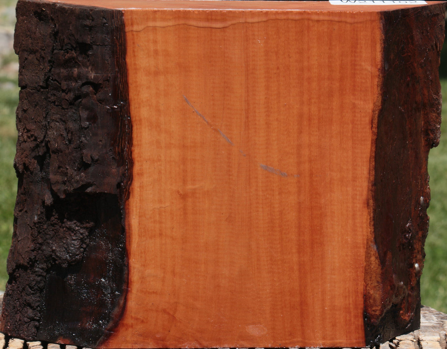 Swiss Pear Live Edge Bowl Blank