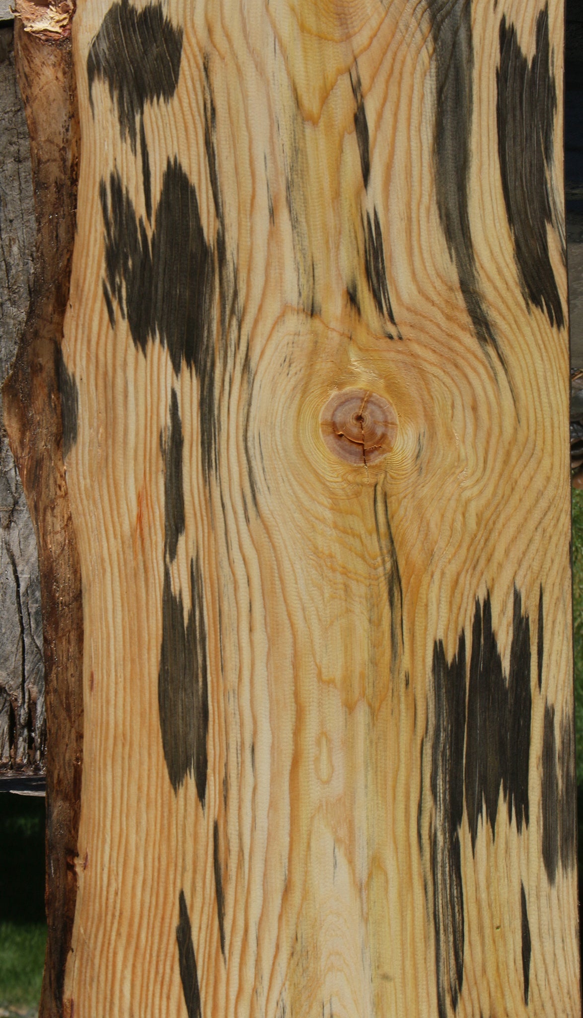 Blue Ponderosa Pine Live Edge Lumber