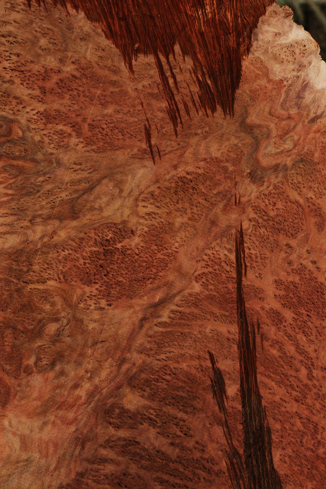 Red Coolibah Burl Cookie