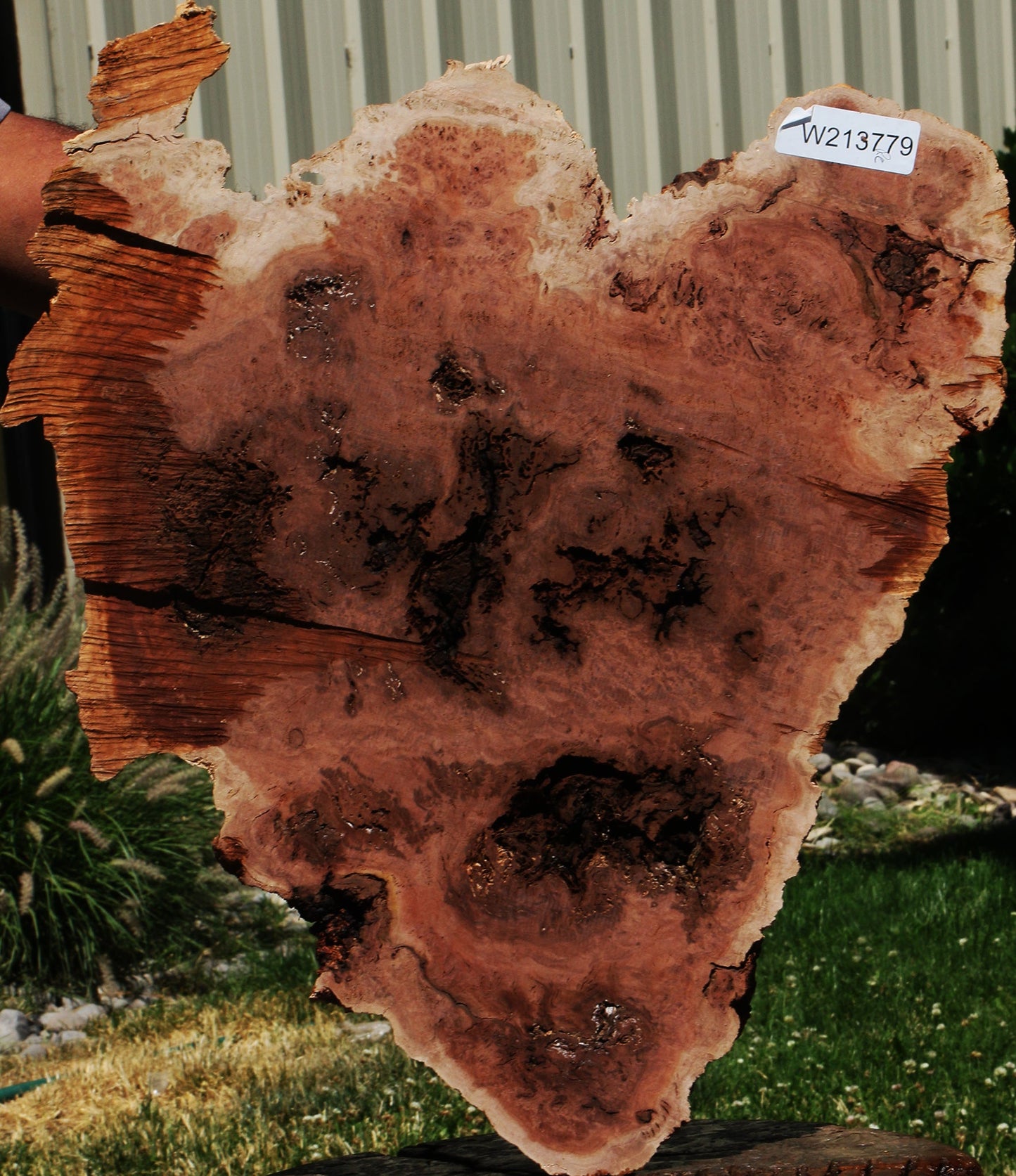 Red Coolibah Burl Cookie