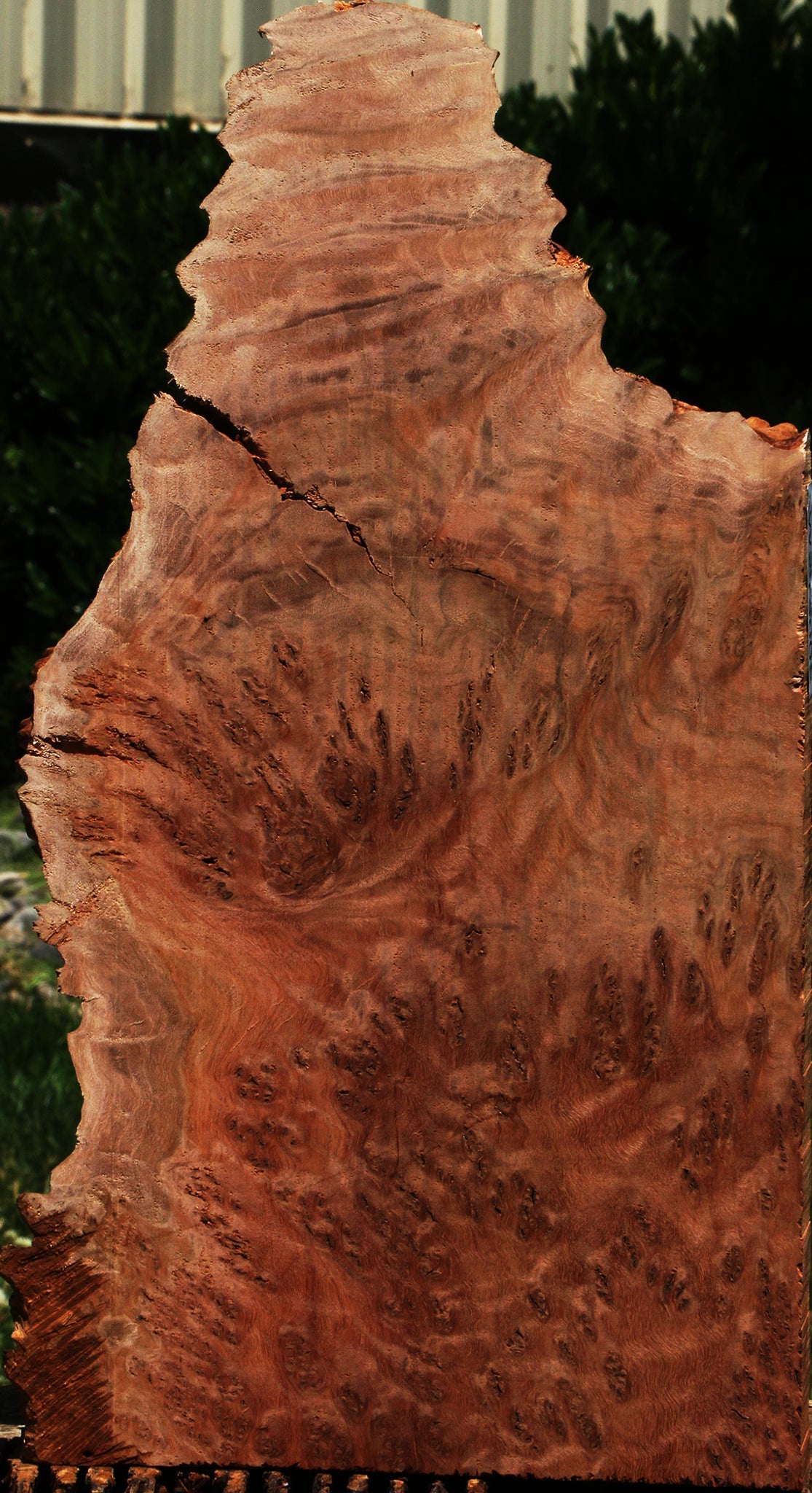 Red Coolibah Burl Live Edge Lumber