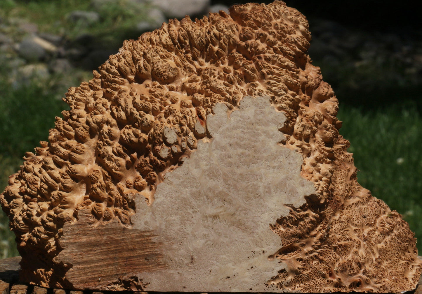 Red Coolibah Burl Slice
