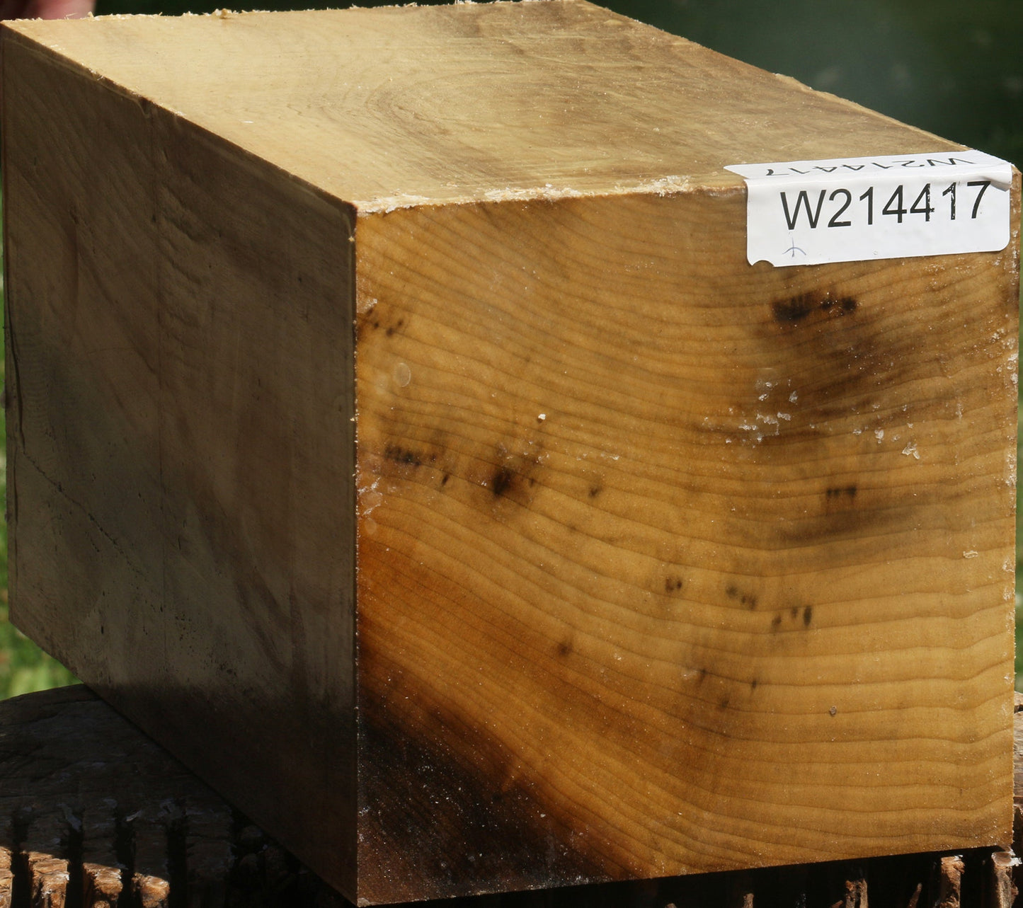 Extra Fancy Myrtle Vessel Blank