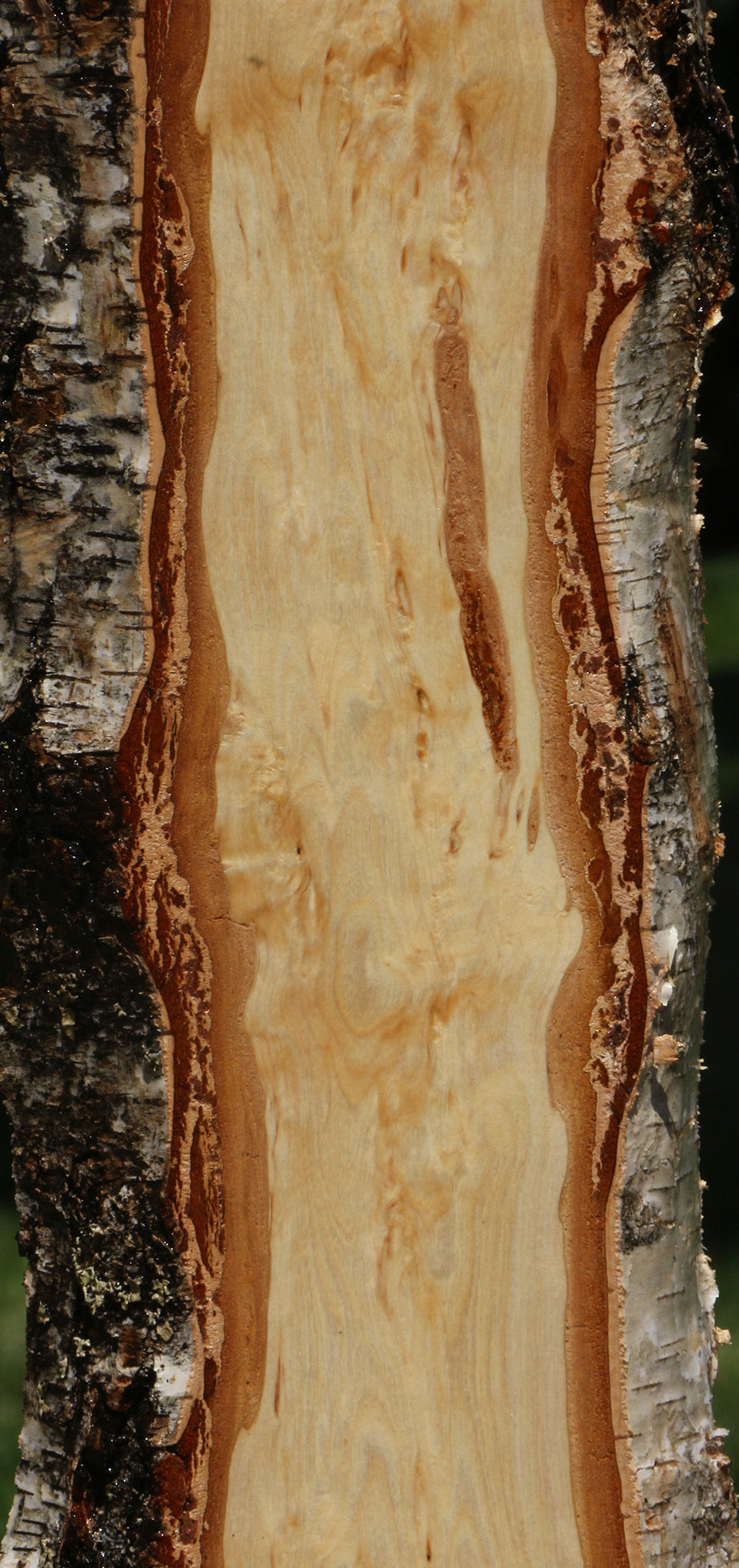 Masur Birch Live Edge Lumber