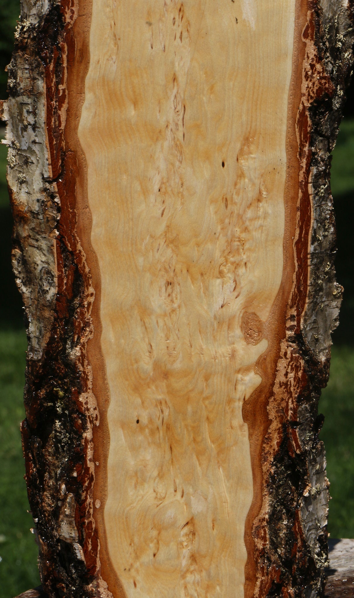 Extra Fancy Masur Birch Live Edge Lumber