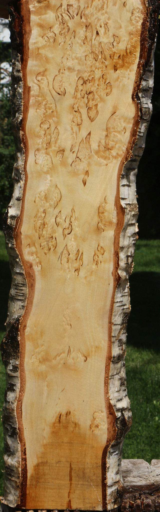 Extra Fancy Masur Birch Live Edge Lumber