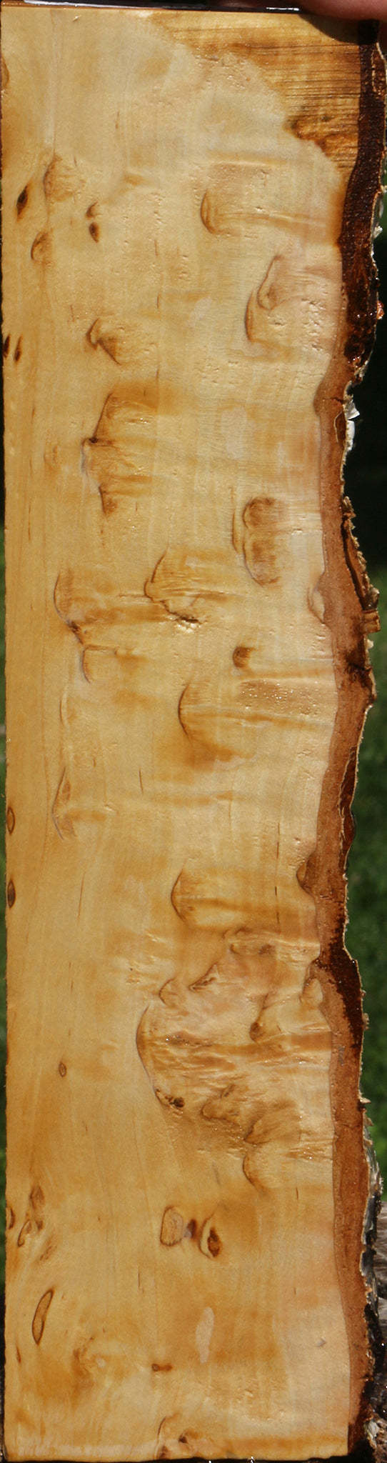 Extra Fancy Masur Birch Live Edge Lumber