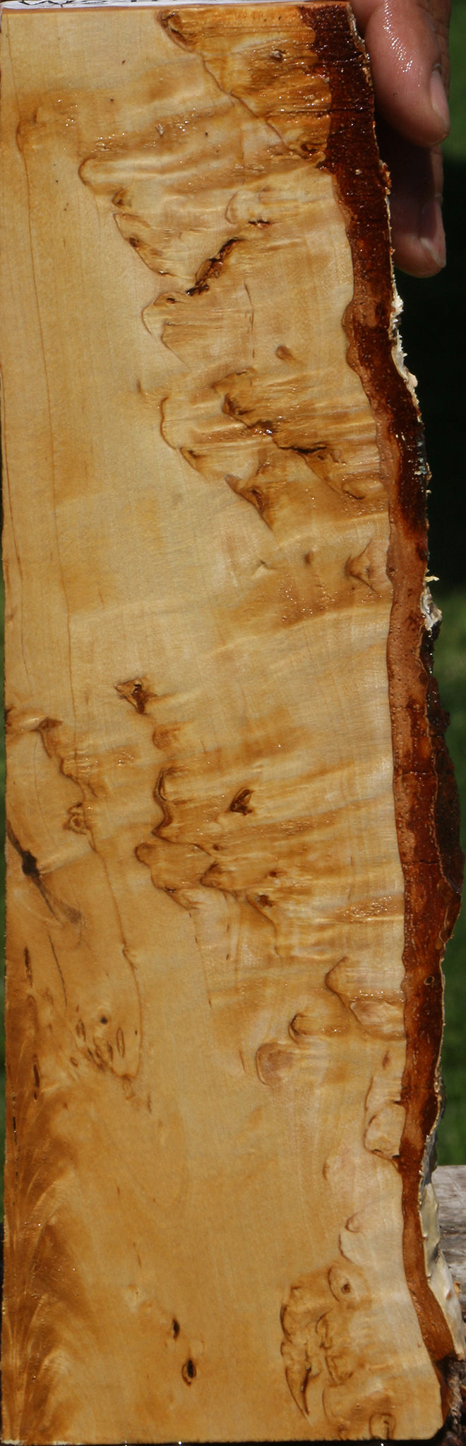 Extra Fancy Masur Birch Live Edge Lumber