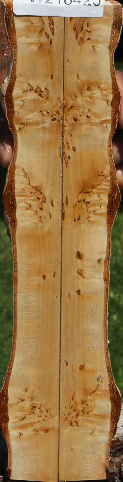 Extra Fancy Masur Birch Live Edge Knife Scales
