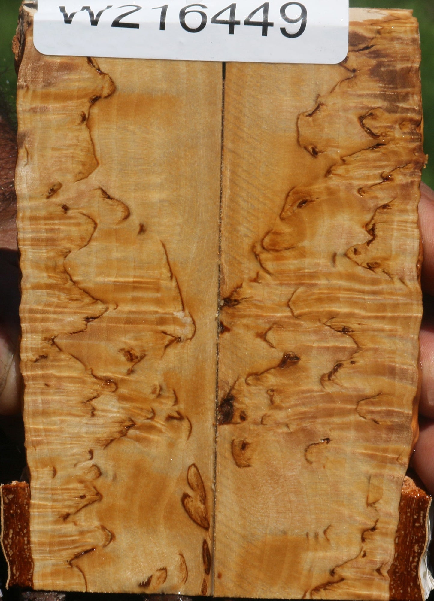 Extra Fancy Masur Birch Live Edge Knife Scales