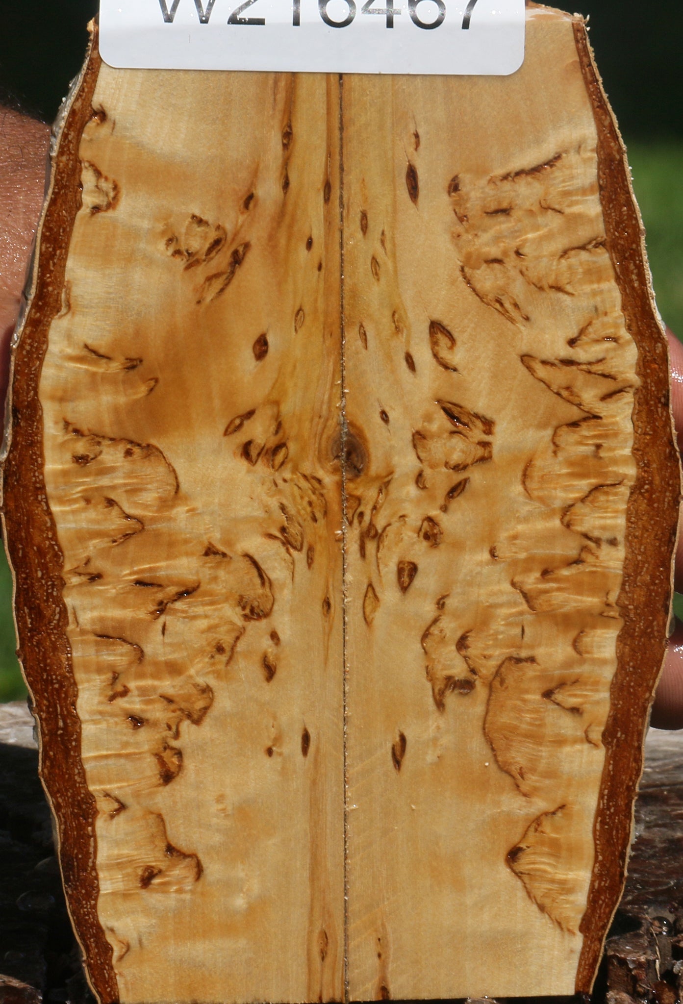 Extra Fancy Masur Birch Live Edge Knife Scales