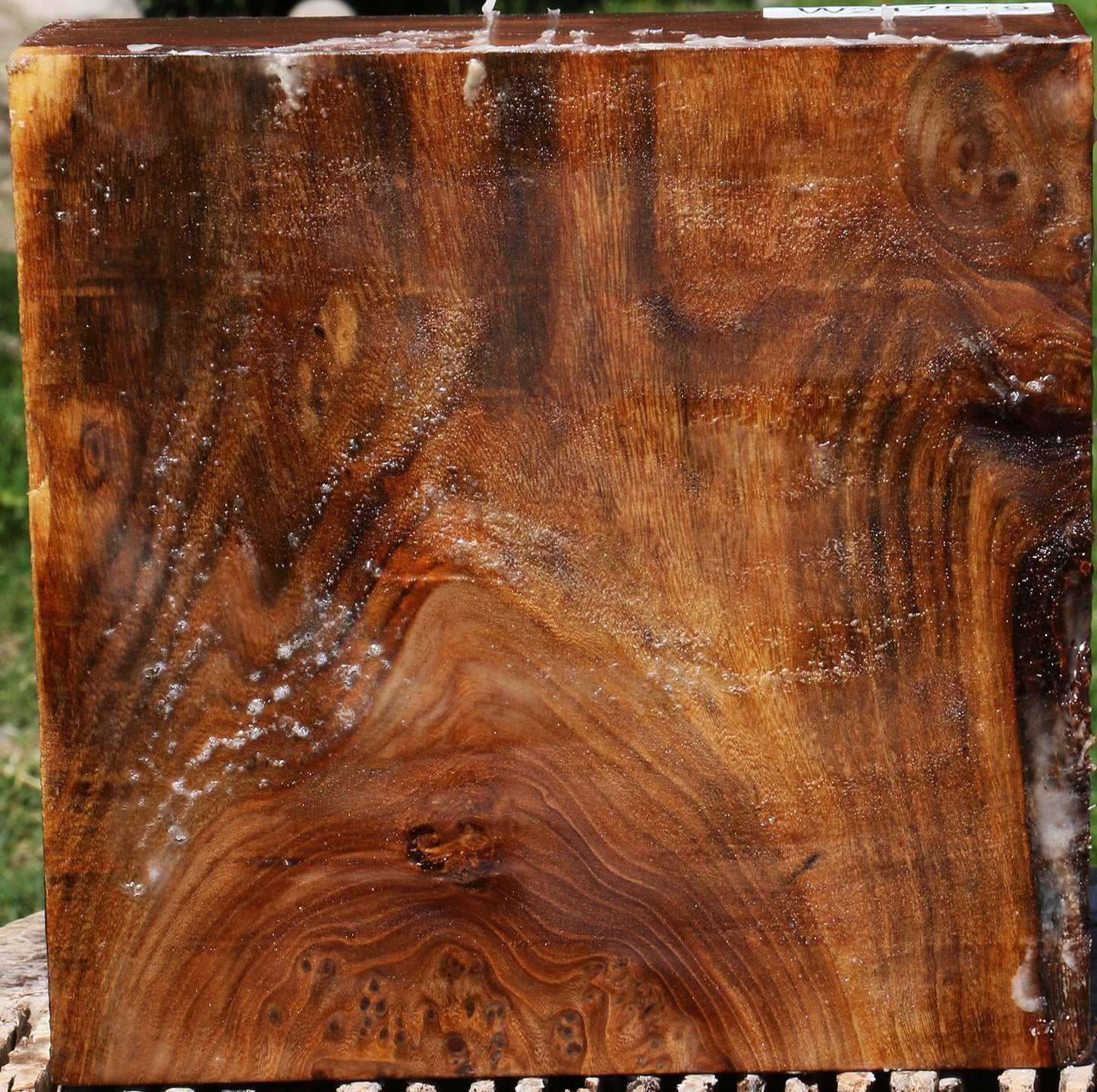 Figured Elm Burl Bowl Blank