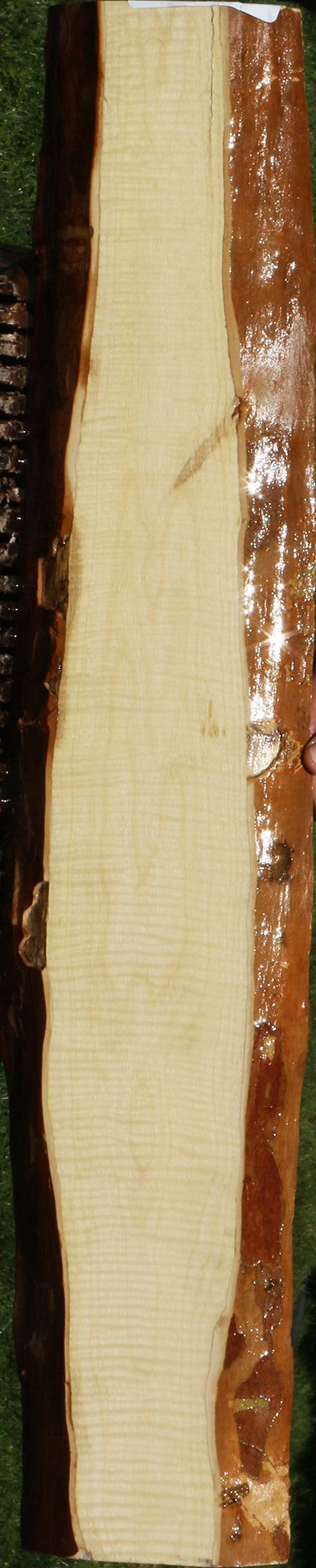 Exhibition Crepe Myrtle Live Edge Micro Lumber