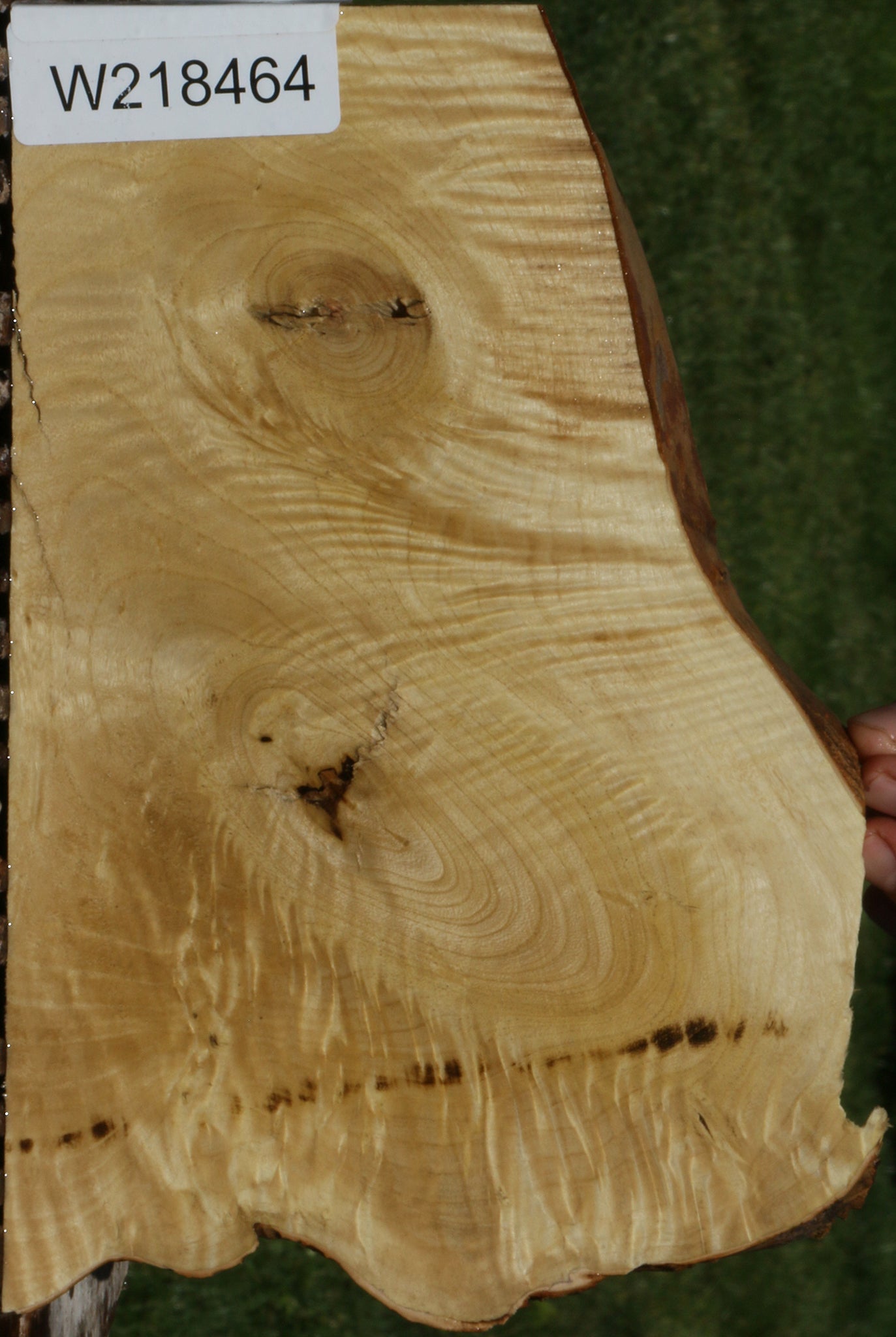 Extra Fancy Crepe Myrtle Live Edge Micro Lumber